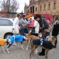 Ese día Greyhounds rescue Holland se llevaba 17 galgos con destino a Alemania y Países Bajos